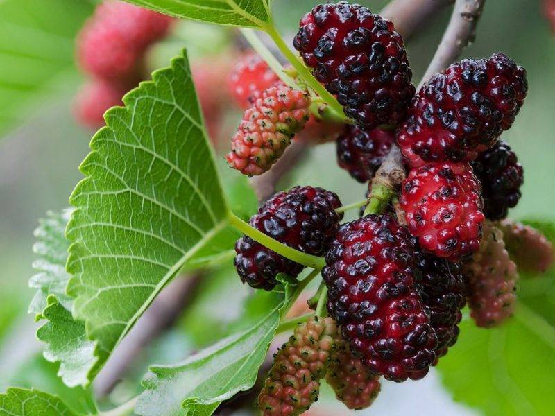 Шелковица купить саженцы из питомнике в Черкесске