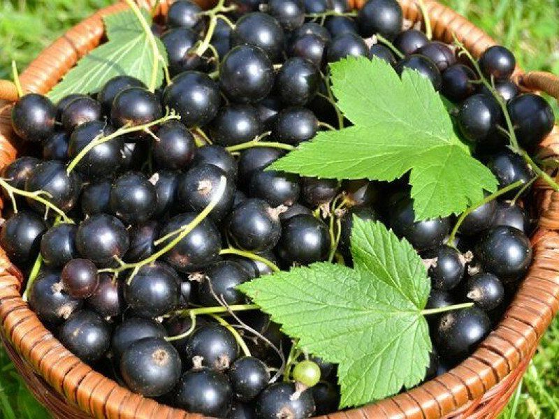 Смородина купить саженцы из питомника в Черкесске