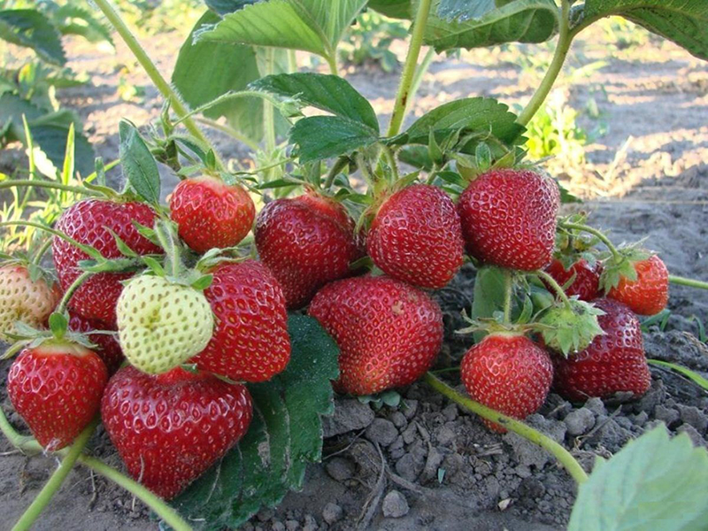 Клубника купить саженцы из питомника в Черкесске