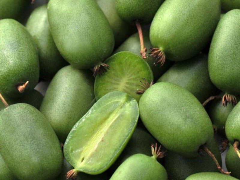 Актинидия купить саженцы из питомнике в Черкесске