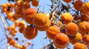 Хурма &amp;quot;ГОРА РОДЖЕРС&amp;quot;