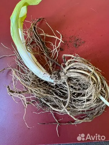 Хоста "ВАЙТ БИКИНИ"