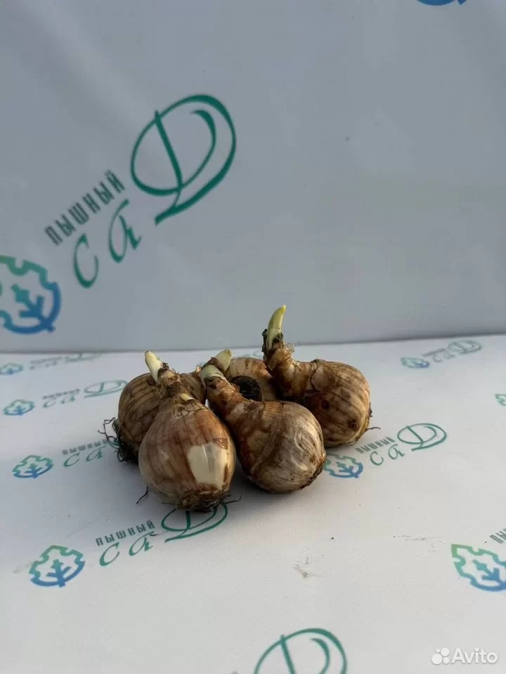 Нарцисс "АЙС КИНГ" (5 штук)