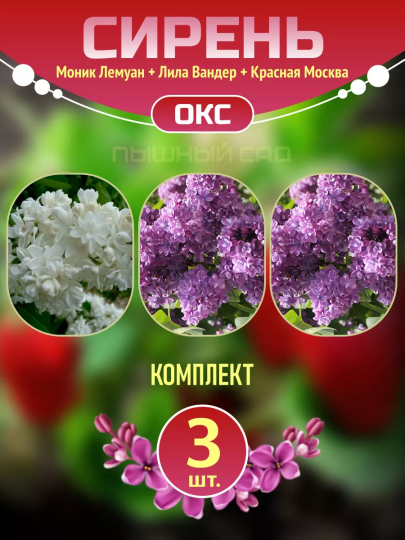 Саженцы сирени Моник Лемуан, Лила Вандер, Красная Москва