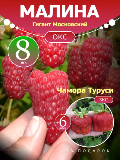 Малина Гигант Московский комплект саженцев 8 шт + клубника Чамора Туруси