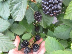 Ежевика "ПОЛАР"