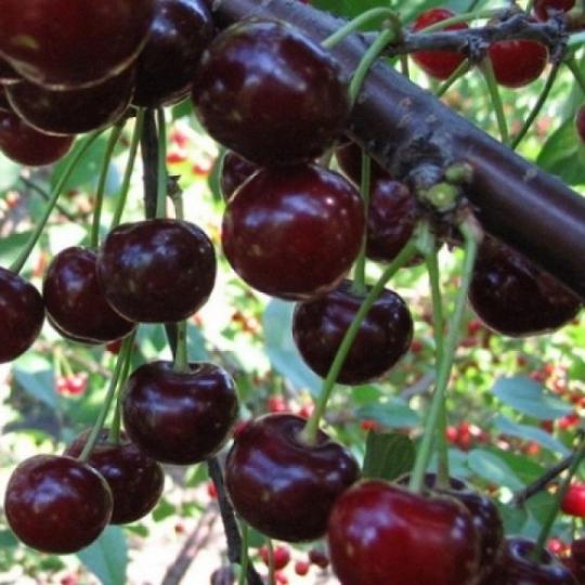 Саженцы "ЧЕРЕВИШНИ"