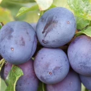 Слива "ВЕНГЕРКА МОСКОВСКАЯ"
